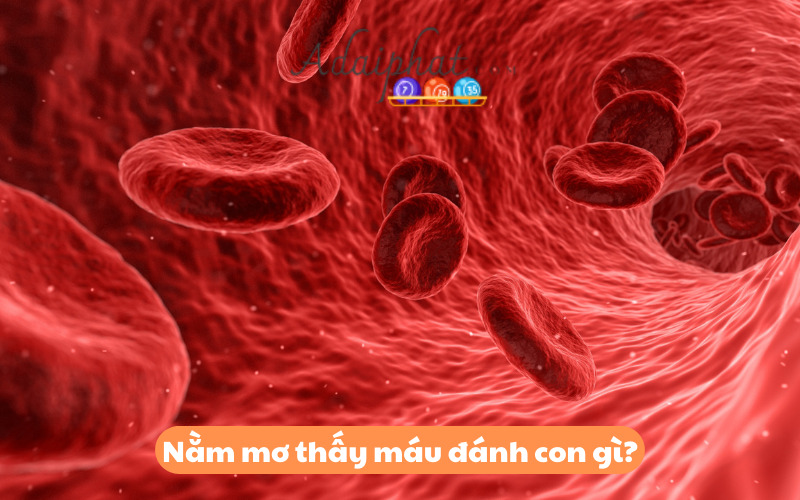 Nằm mơ thấy máu đánh con gì?