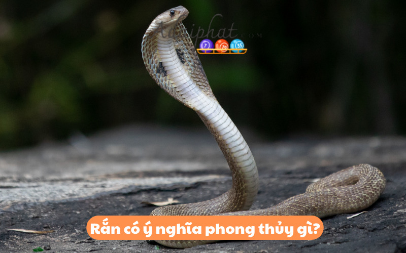 Rắn có ý nghĩa phong thủy gì?