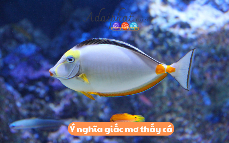 Ý nghĩa giấc mơ thấy cá