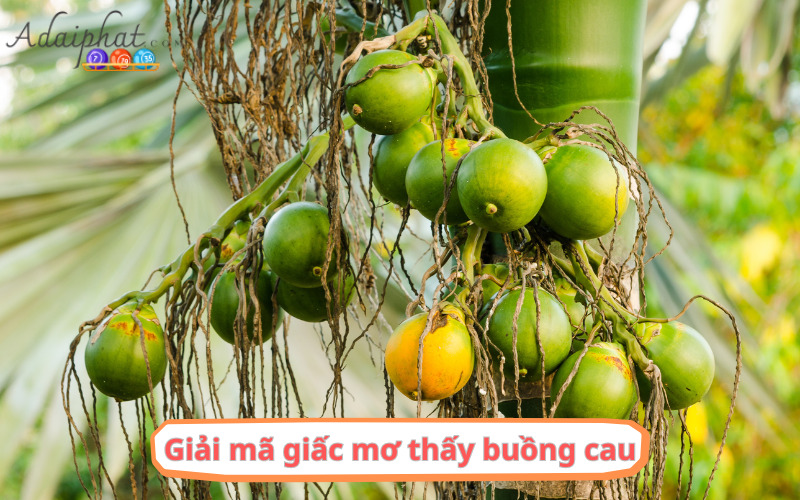 Giải mã giấc mơ thấy buồng cau