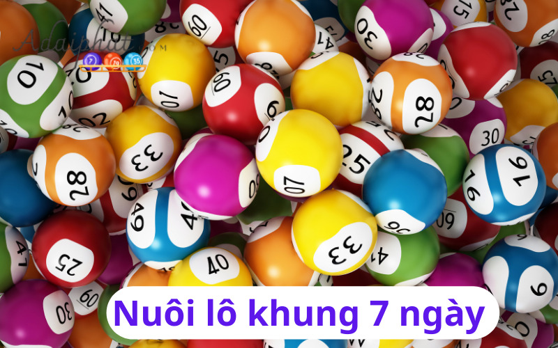 Nuôi lô khung 7 ngày 