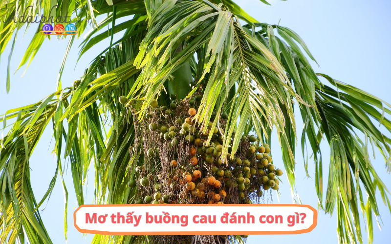 Mơ thấy buồng cau đánh con gì?