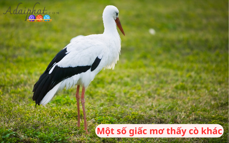 Một số giấc mơ thấy cò khác