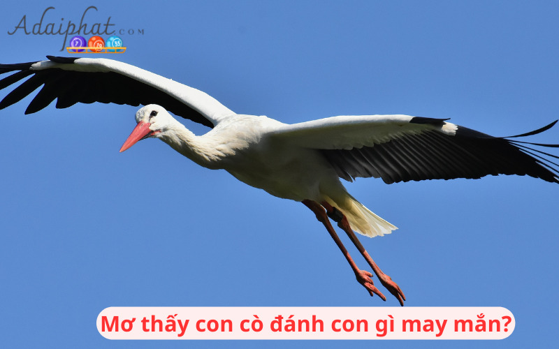 Mơ thấy cò đánh con gì may mắn?