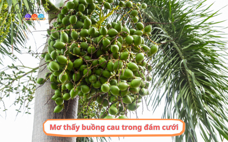 Mơ thấy buồng cau trong đám cưới