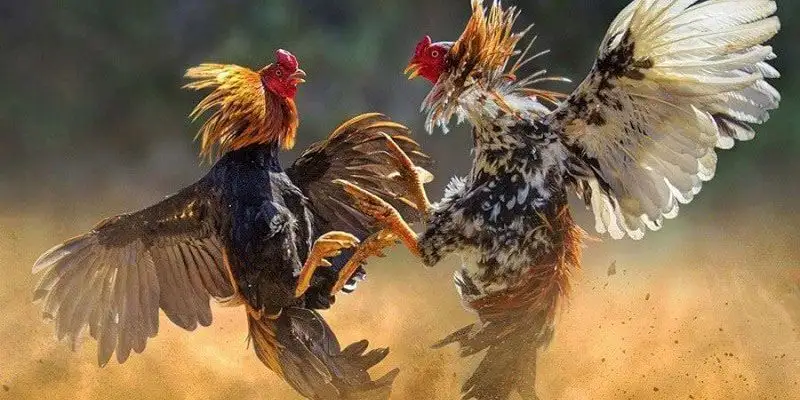 Bí quyết chọn gà chiến mạnh cho từng trận đấu